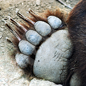 Grizzly bear talons