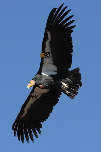 california condor range. The California Condor is
